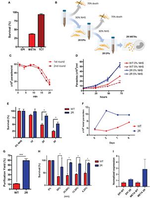 An induced population of Trypanosoma cruzi epimastigotes more resistant to complement lysis promotes a phenotype with greater differentiation, invasiveness, and release of extracellular vesicles